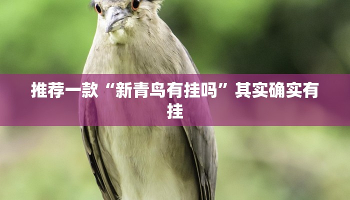 推荐一款“新青鸟有挂吗”其实确实有挂