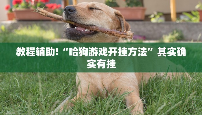 教程辅助!“哈狗游戏开挂方法”其实确实有挂