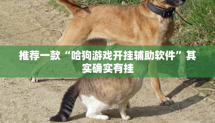 推荐一款“哈狗游戏开挂辅助软件”其实确实有挂